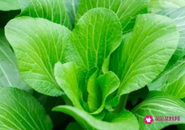 梦见送别人青菜是什么预兆