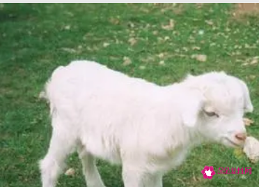 梦见被羊咬有什么征兆