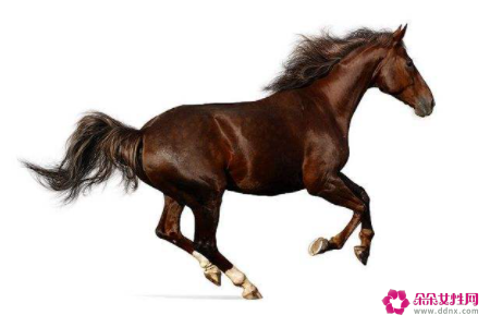 梦见马受伤会怎么样