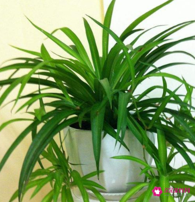 室内养什么植物风水好呢