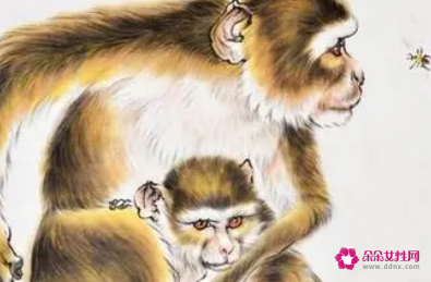 属猴为什么喜欢出轨