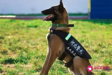 退役警犬领养网站