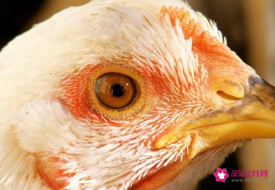 属鸡人做什么生意最旺