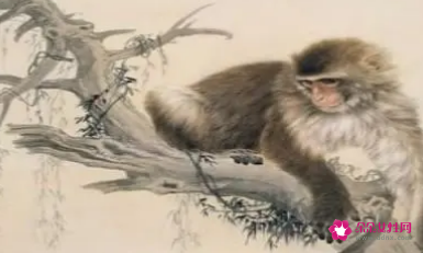 属猴为什么喜欢出轨