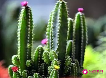 天天对着电脑怎么防辐射