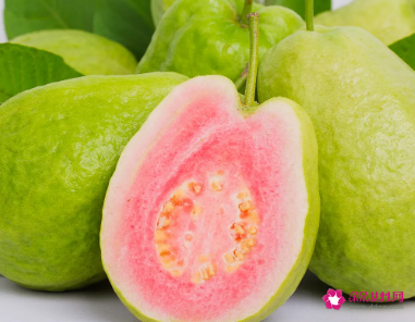 番石榴根的功效与作用