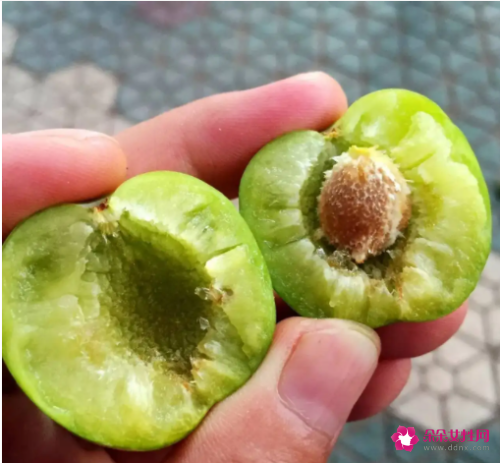 李子核的功效与作用