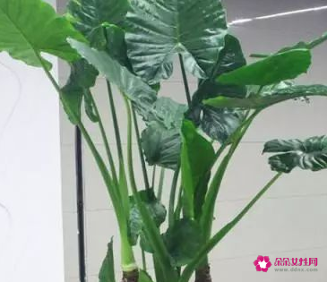 客厅最好养的大型绿植