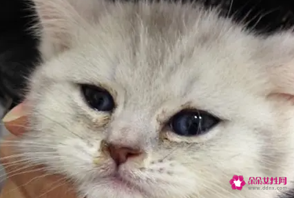 猫呕吐是什么原因