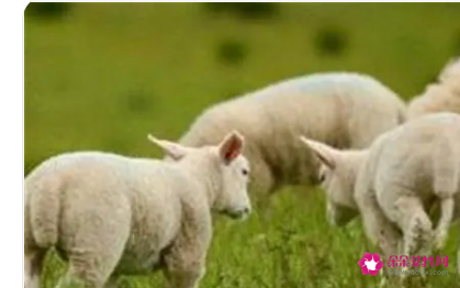 梦见被羊咬有什么征兆