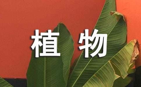 家里摆放什么植物风水好