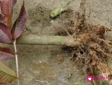 番石榴根的功效与作用