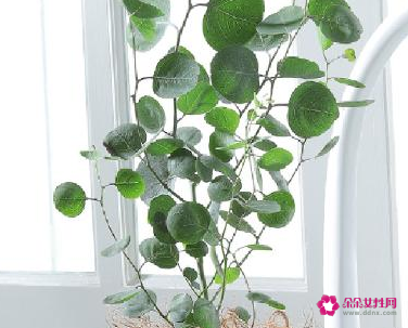 客厅最好养的大型绿植