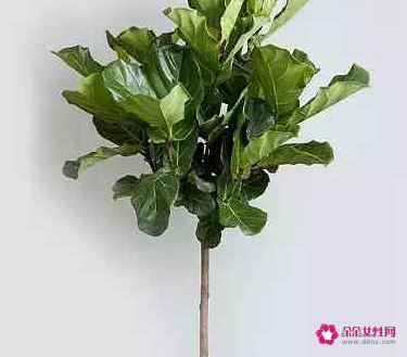 客厅最好养的大型绿植