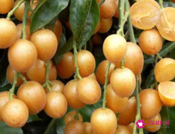 酸酸甜甜黄皮果的功效与作用