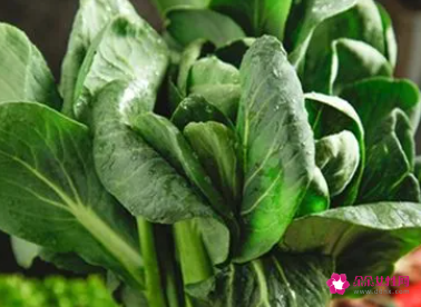 梦见送别人青菜是什么预兆