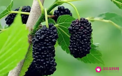 坐月子吃桑葚好吗