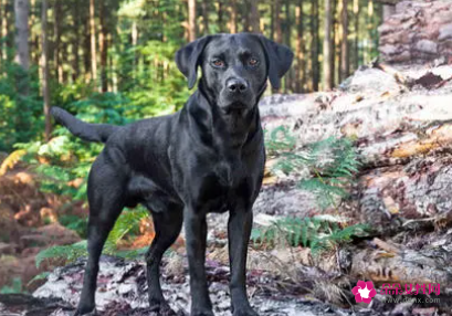 孕妇梦见黑色小狗是什么意思