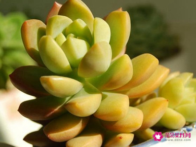 多肉换盆的注意事项