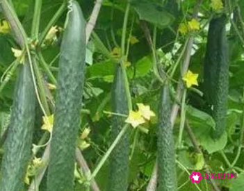 梦见黄瓜和豆角是什么意思