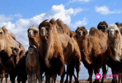 骆驼的特点和本领和作用