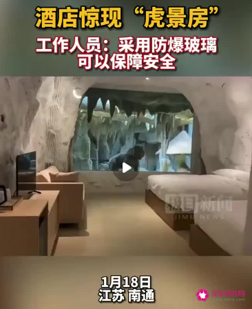 江苏一酒店“虎景房”可与老虎隔窗而眠