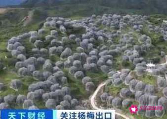 杨梅成国外高端水果，在欧洲一颗卖10元