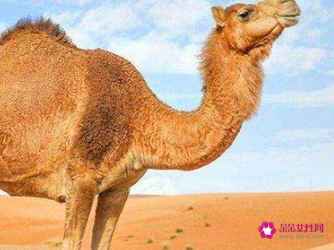 骆驼的特点和本领和作用