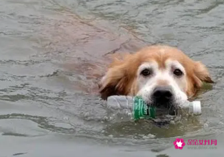 梦见狗掉到水里是什么意思