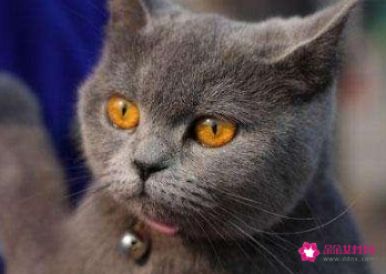 战斗力最强的猫