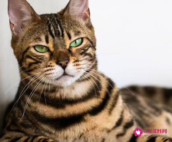 战斗力最强的猫