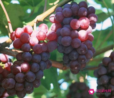 葡萄的功效与作用禁忌
