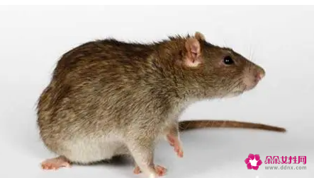 孕妇做梦梦见小老鼠