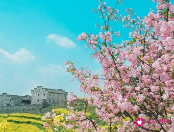 梦见一片桃花树正正盛开