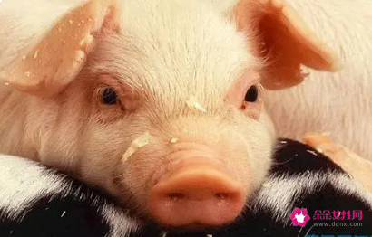 属猪人最苦命和最好命的出生月份