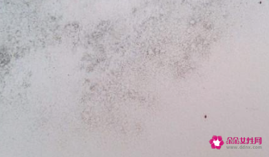 墙壁发霉长虫子怎么办