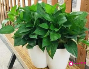 绿萝不能放房间吗