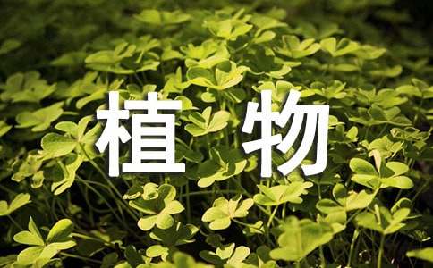 房间放什么植物对人体好