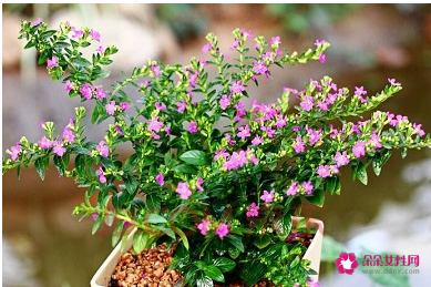 送给女朋友花束留言