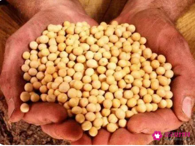 女人吃黄豆的好处黄豆的营养价值