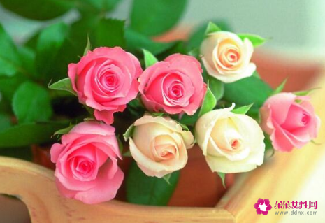 男人送女人三朵玫瑰啥意思