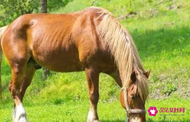 1990年32岁属马的是什么命啊