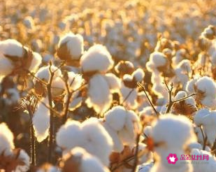 什么被子冬天最暖和