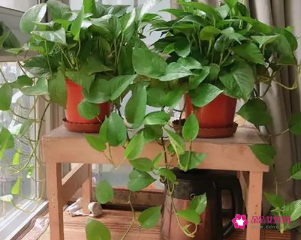 绿萝不能放房间吗