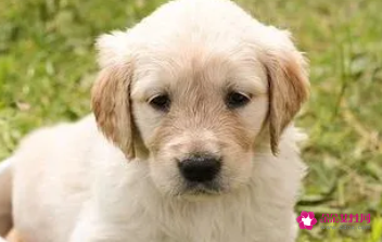 2022年属狗会不会有牢狱之灾