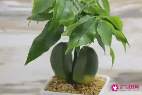 绿元宝的养殖方法和注意事项