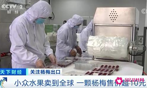 杨梅成国外高端水果，在欧洲一颗卖10元