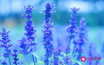 双鱼座女生适合养什么花