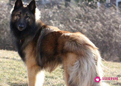 比利时牧羊犬如何训练