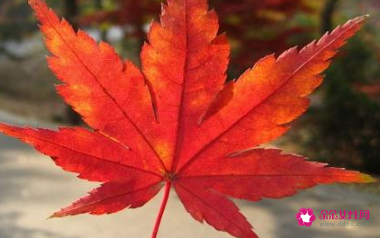 叶子的寓意和象征